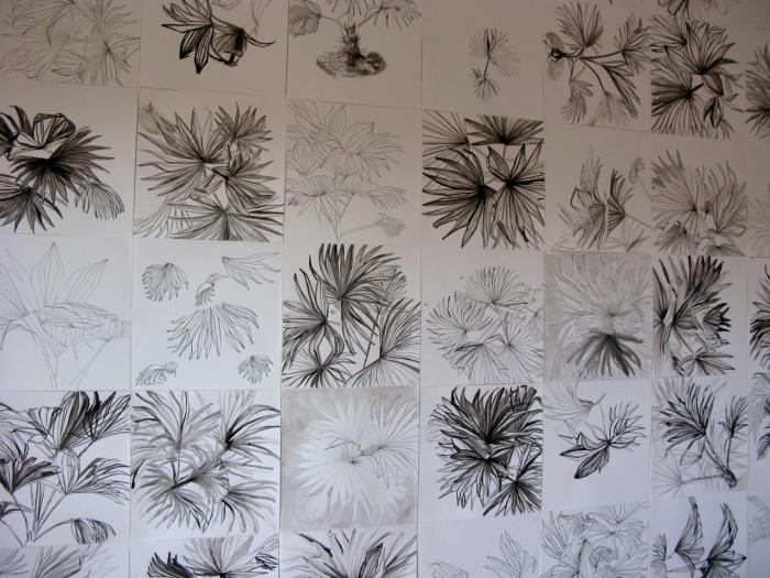 Palm Drawings 2013